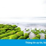 Bãi biển rêu phủ xanh ở Đài Loan