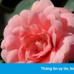 Loài hoa hiếm nhất thế giới