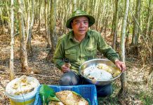 Độc đáo mắm ong U Minh U Minh có lắm đặc sản từ ong nhưng có bao người biết tới thứ đặc sản bốc mùi nhất trong số đó: mắm ong - Ảnh 1.