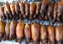 Đặc sản Hà Giang khiến nhiều người phải rùng mình không dám thưởng thức Đặc sản Hà Giang khiến nhiều người phải rùng mình không dám thưởng thức