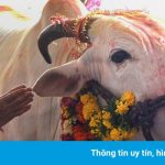 Bò và những loài vật linh thiêng trên thế giới