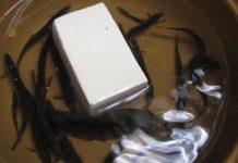 Rùng mình đặc sản đậu phụ ‘địa ngục’, cá ‘giãy đành đạch’ chờ bị luộc chín Rùng mình đặc sản đậu phụ 'địa ngục', cá 'giãy đành đạch' chờ bị luộc chín