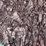 Lạ lùng món ‘tôm bò trên cây’ của người xứ Lạng Lạ lùng món 'tôm bò trên cây' của người xứ Lạng