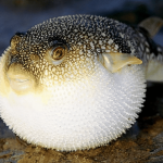 Đặc sản kịch độc chết người ‘vừa ăn vừa run’ có giá đắt đỏ Đặc sản kịch độc chết người vừa ăn vừa run có giá đắt đỏ ở Nhật - 1