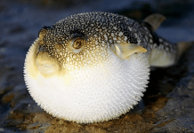 Đặc sản kịch độc chết người ‘vừa ăn vừa run’ có giá đắt đỏ Đặc sản kịch độc chết người vừa ăn vừa run có giá đắt đỏ ở Nhật - 1