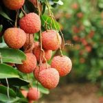 Loạt đặc sản Bắc Giang ai ăn rồi cũng nhớ mãi không quên Loat dac san Bac Giang ai an roi cung nho mai khong quen