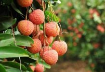 Loạt đặc sản Bắc Giang ai ăn rồi cũng nhớ mãi không quên Loat dac san Bac Giang ai an roi cung nho mai khong quen