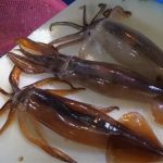 Đặc sản mực ‘bật nhảy tanh tách’, thực khách ‘ăn tươi nuốt sống’ tại chỗ Đặc sản mực 'bật nhảy tanh tách', thực khách 'ăn tươi nuốt sống' tại chỗ