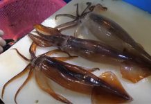 Đặc sản mực ‘bật nhảy tanh tách’, thực khách ‘ăn tươi nuốt sống’ tại chỗ Đặc sản mực 'bật nhảy tanh tách', thực khách 'ăn tươi nuốt sống' tại chỗ