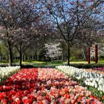 Choáng ngợp trước hàng triệu bông tulip vào mùa nở rộ ở Hà Lan Choáng ngợp trước hàng triệu bông tulip vào mùa nở rộ ở Hà Lan - Ảnh 1.