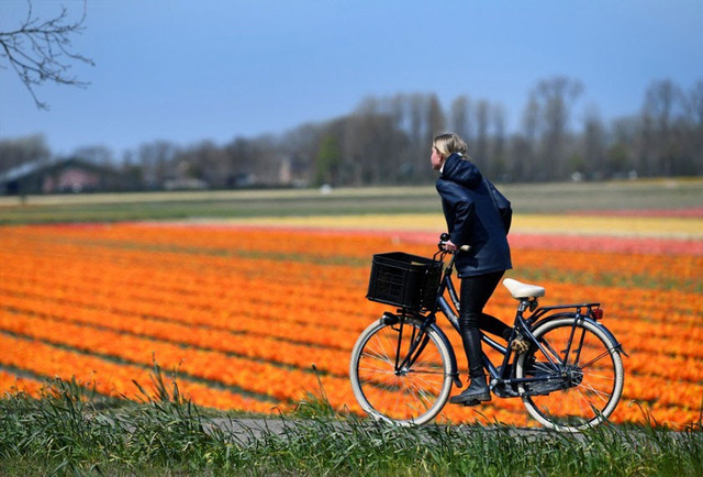 Choáng ngợp trước hàng triệu bông tulip vào mùa nở rộ ở Hà Lan - Ảnh 5.