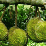 Miệt vườn trái cây nào lớn nhất miền Tây? miet vuon lon nhat mien Tay anh 3