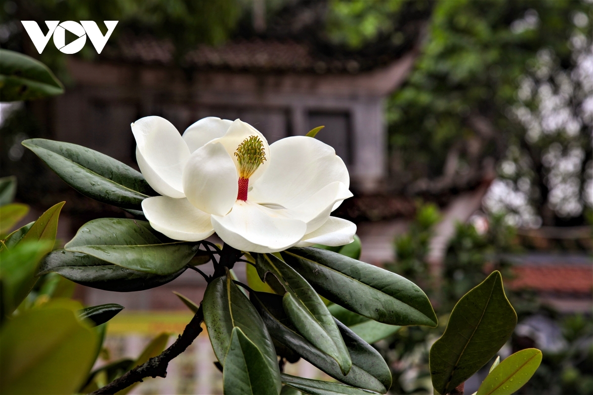 Vẻ đẹp tinh khiết của loài hoa sen đất trong ngôi chùa cổ 600 năm tuổi ở Hà Nội