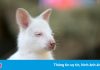 Chuột túi wallaby bạch tạng ở Nga