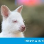 Chuột túi wallaby bạch tạng ở Nga