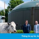 Trang trại dùng phân bò để chạy máy đào coin