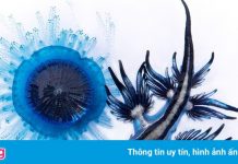 Rồng xanh dưới nước vào top ảnh đại dương đẹp nhất thế giới