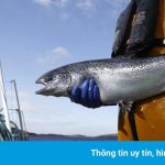 Bang California ‘giải cứu’ 17 triệu con cá hồi