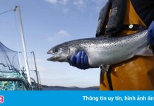 Bang California ‘giải cứu’ 17 triệu con cá hồi