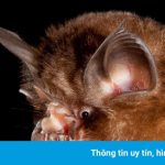 Trung Quốc phát hiện virus corona mới trên dơi