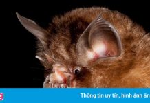 Trung Quốc phát hiện virus corona mới trên dơi