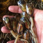 Đặc sản cà xỉu ‘chân dài’ được ví như ‘thần dược’ hút khách ở Kiên Giang Đặc sản cà xỉu chân dài được ví như thần dược hút khách ở Kiên Giang - 1