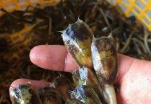 Đặc sản cà xỉu ‘chân dài’ được ví như ‘thần dược’ hút khách ở Kiên Giang Đặc sản cà xỉu chân dài được ví như thần dược hút khách ở Kiên Giang - 1