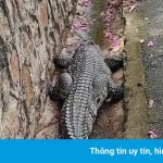 Cá sấu dài gần 1 m sổng chuồng ở Đồ Sơn