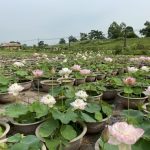 Choáng ngợp đầm sen cạn hơn 10.000 chậu của chàng trai quê lúa Choáng ngợp đầm sen cạn hơn 10.000 chậu của chàng trai quê lúa