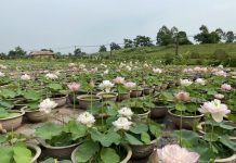 Choáng ngợp đầm sen cạn hơn 10.000 chậu của chàng trai quê lúa Choáng ngợp đầm sen cạn hơn 10.000 chậu của chàng trai quê lúa