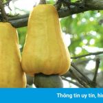 Tỉnh nào được xem là thủ phủ điều của Việt Nam?