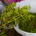 Loại rau rừng ‘ngon – bổ – rẻ’ ở miền Tây được mệnh danh là ‘thần dược’ Loại rau rừng 'ngon - bổ - rẻ' ở miền Tây được mệnh danh là 'thần dược'