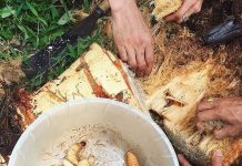 Khiếp sợ cảnh nhiều người ‘ăn tươi nuốt sống’ món đặc sản tròn ủng, nhung nhúc của Bến Tre Khiếp sợ cảnh nhiều người 'ăn tươi nuốt sống' món đặc sản tròn ủng, nhung nhúc của Bến Tre