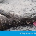 Người dân TP.HCM bắt được 4 con cá sấu trên kênh