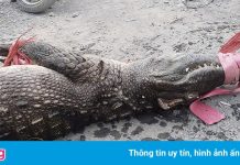 Người dân TP.HCM bắt được 4 con cá sấu trên kênh