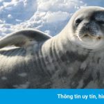 Thế giới chính thức có thêm đại dương thứ 5