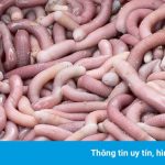 Nơi nào nổi tiếng với đặc sản sá sùng?