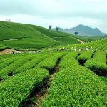 Ngỡ ngàng trước vẻ đẹp tươi xanh của Đồi chè Tân Cương