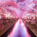 Du lịch Nhật Bản bốn mùa với cảnh sắc theo từng mùa cực đẹp