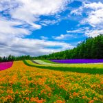 Tham quan du lịch Nhật Bản mùa hè vừa tiết kiệm vừa sôi động