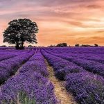 Tour Anh – Scotland trọn gói: Đắm mình giữa rừng hoa Oải hương đẹp nhất thế giới