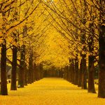 Vì sao du lịch Hàn Quốc mùa thu luôn là thời điểm thu hút du khách