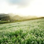 Chia sẻ kinh nghiệm du lịch Mộc Châu mùa thu cùng những điểm đến tuyệt đẹp