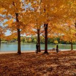 Tham khảo kinh nghiệm du lịch Canada mùa thu ngập sắc vàng lá phong