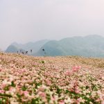 Du lịch Đông Bắc Mùa Thu sống ảo ở những cánh đồng tam giác mạch đẹp trong trẻo