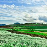 Du lịch Mộc Châu Mùa Thu chào đón bạn với một màu trắng tinh khôi hoa cải