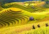 Du lịch Sapa Mùa Thu là một trong những hành trình được nhiều du khách yêu thích