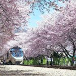 Du lịch Hàn Quốc Mùa Thu chưa bao giờ “hết hot”đối với du khách