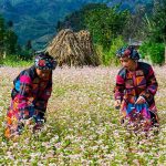 Kinh nghiệm du lịch Hà Giang vô cùng bổ ích dành cho du khách