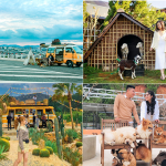 Mua tour Đà Lạt du lịch tết Quý Mão xứ sở tình yêu…